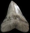Serrated, Fossil Megalodon Tooth - South Carolina #41808-1